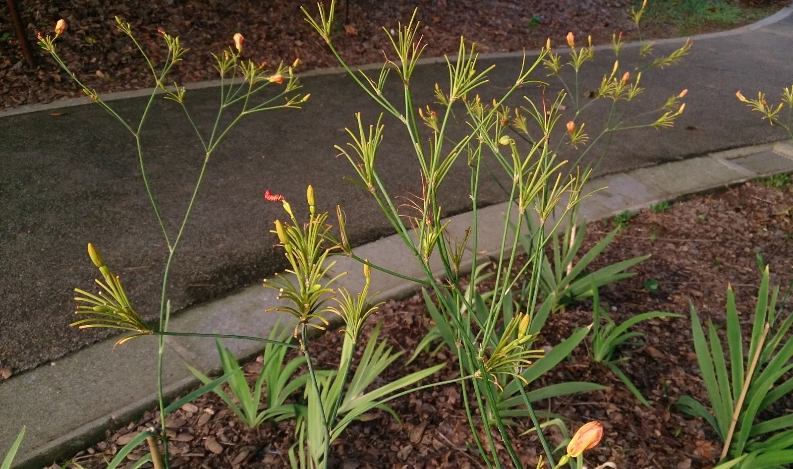 Leopard Lily (Lilium Pardalinum) — bulb with orange blooms; particularly during the blooming period