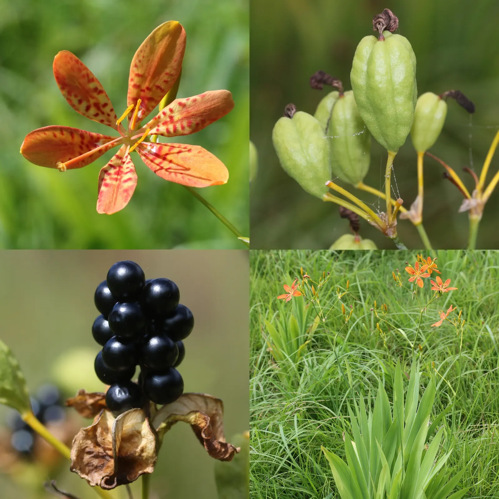 Leopard Lily (Lilium Pardalinum) — fiery hues of orange-red with distinctive brownish-purple spots - a pattern reminiscent of a leopard's coat