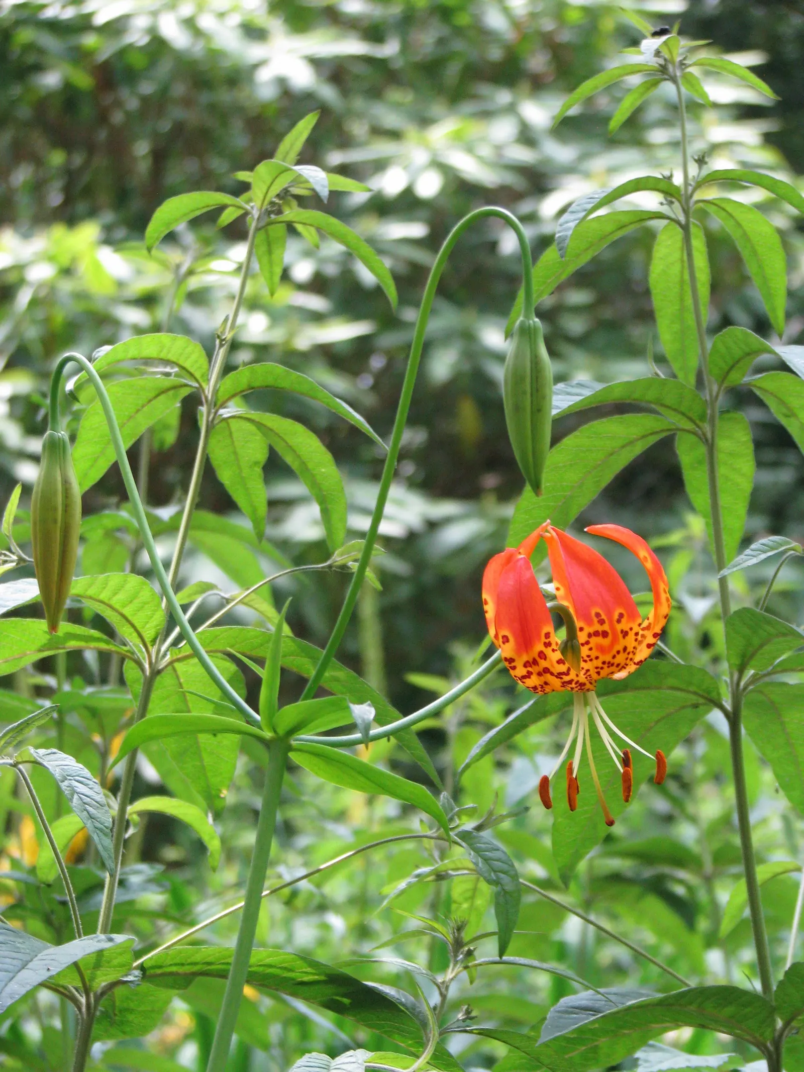 Leopard Lily (Lilium Pardalinum) — to maintain the moisture levels these lilies crave; this enchanting lily is not only visually stunning but also, image 115