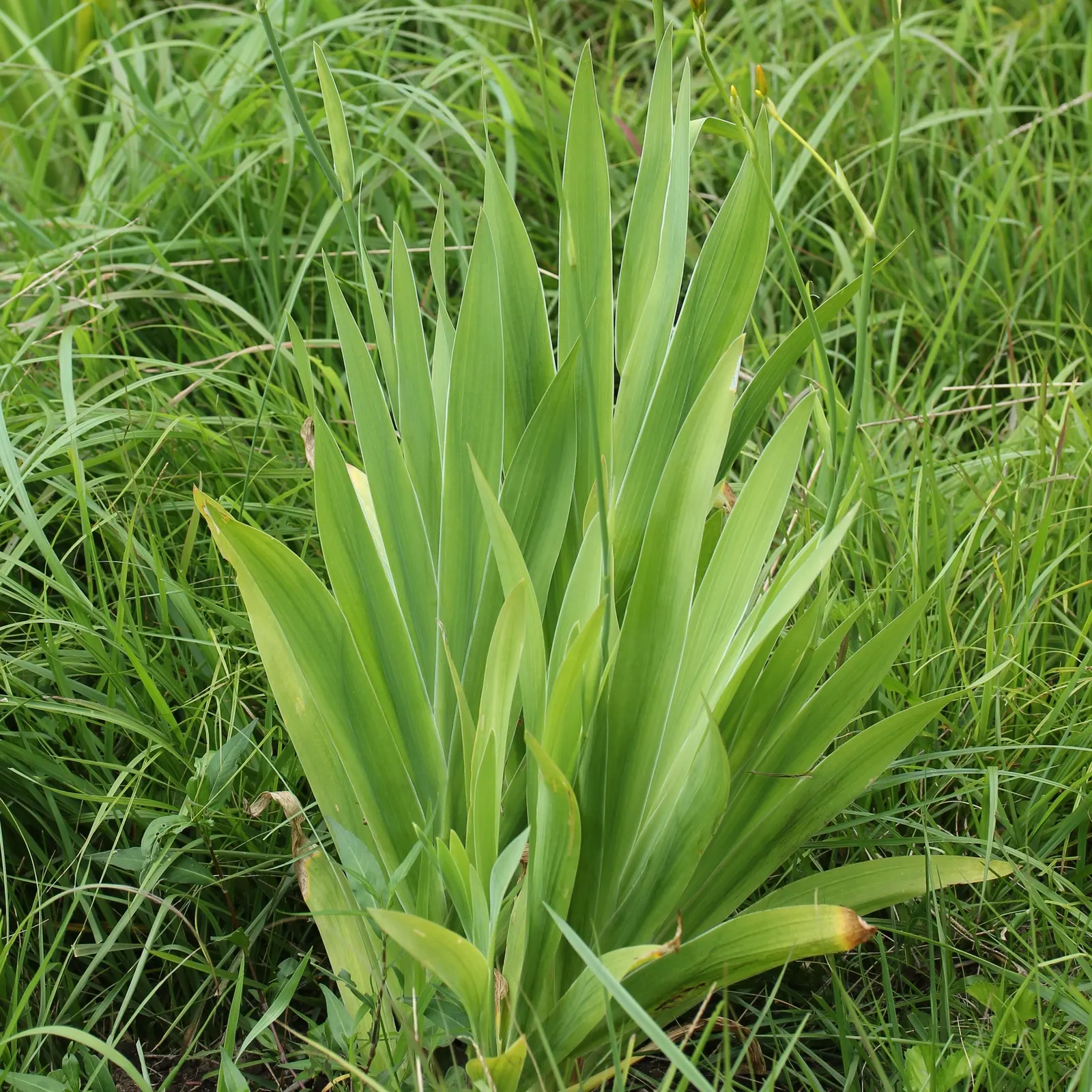 Leopard Lily (Lilium Pardalinum) — you may deadhead to promote the plant's vigor; this native of the western United States thrives in USDA, image 86