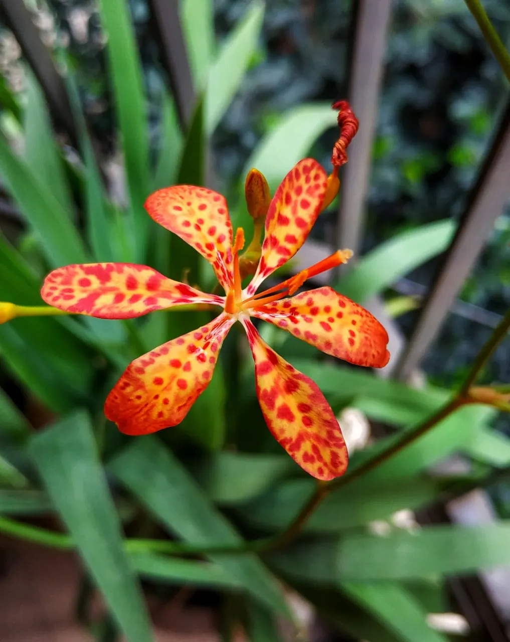 Leopard Lily (Lilium Pardalinum) — particularly during the blooming period; regular watering is necessary, image 114