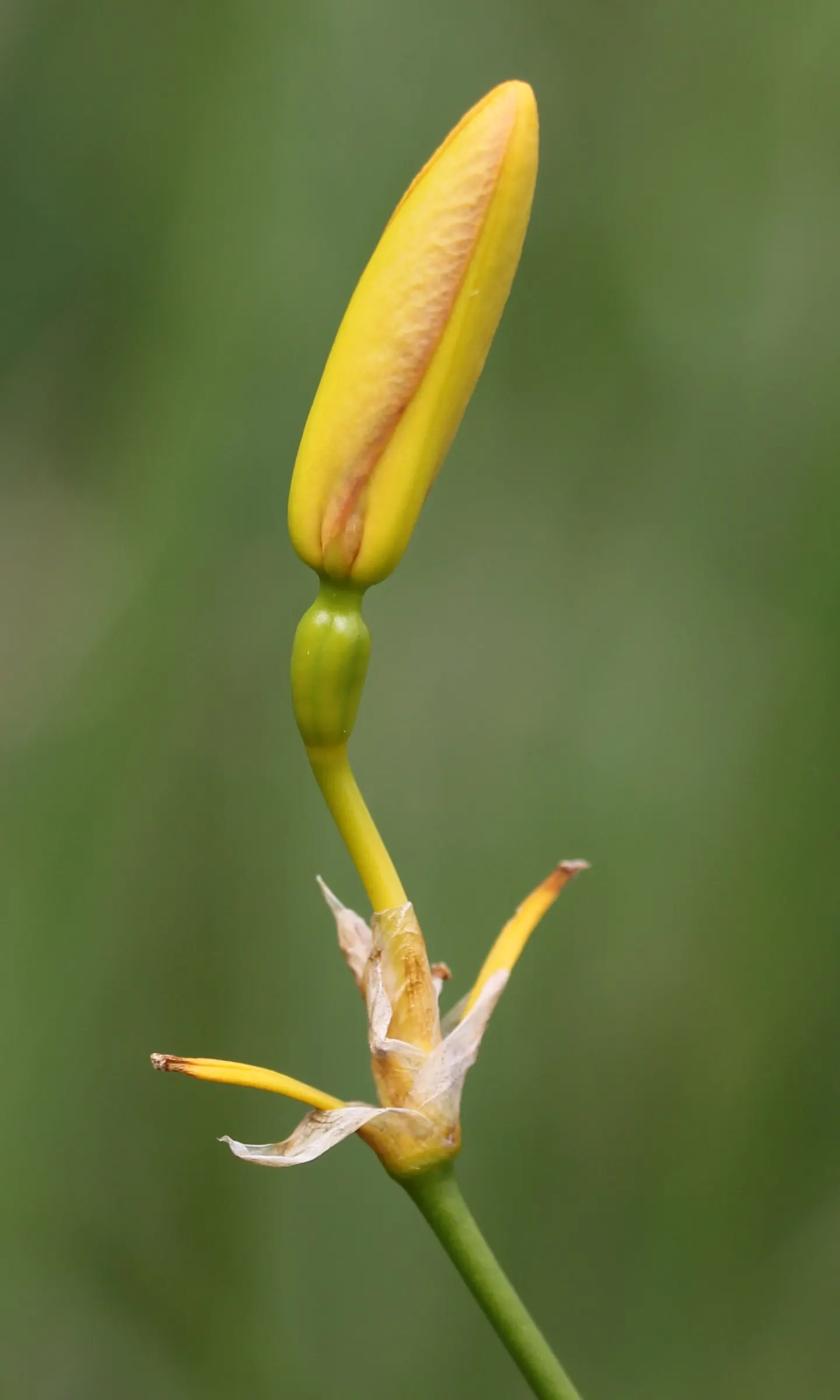 Leopard Lily (Lilium Pardalinum) — adding dynamic life to your client's garden sanctuary; it's perfect for adding a splash of color to woodland, image 90