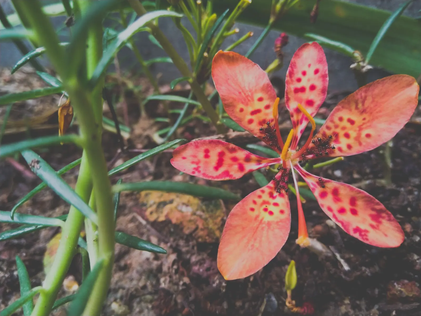Leopard Lily (Lilium Pardalinum) — Recognizable by its fiery orange blossoms; and it performs best in partial shade, image 96