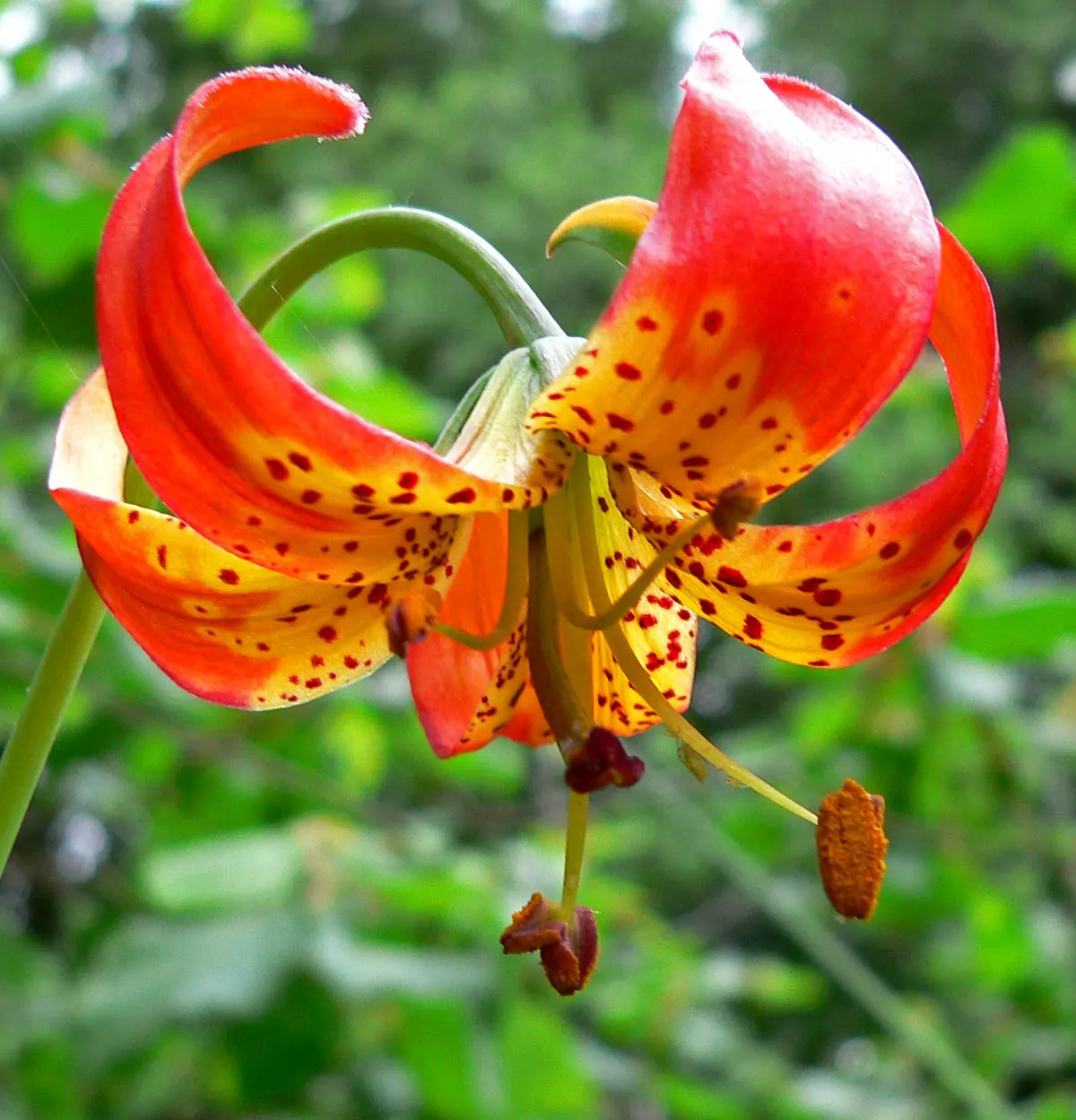 Leopard Lily (Lilium Pardalinum) — giving the blooms a turk's cap appearance.<br><br>For optimum growth, image 109