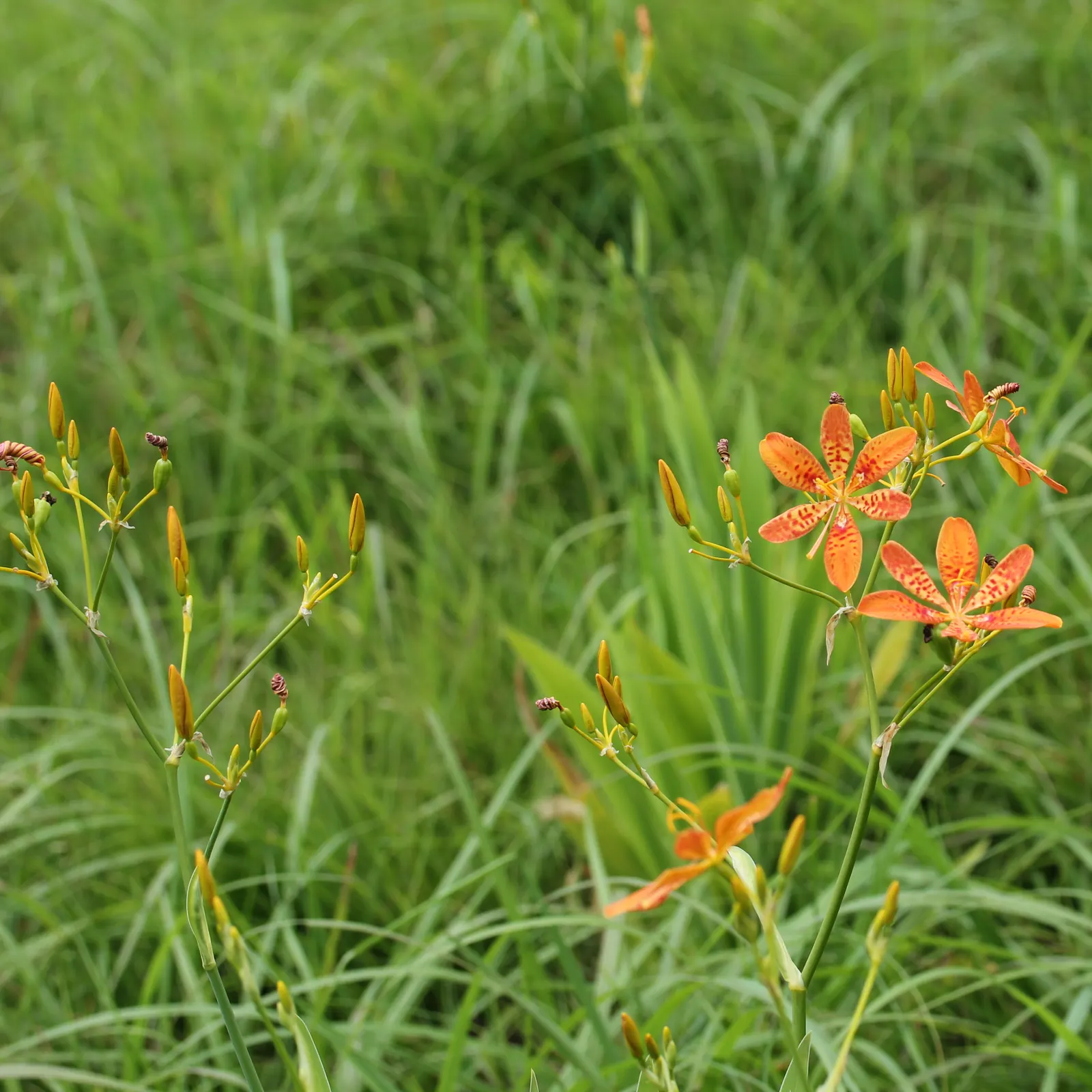 Leopard Lily (Lilium Pardalinum) — this species should be mulched to keep the roots cool and conserve moisture; recognizable by its fiery orange, image 85