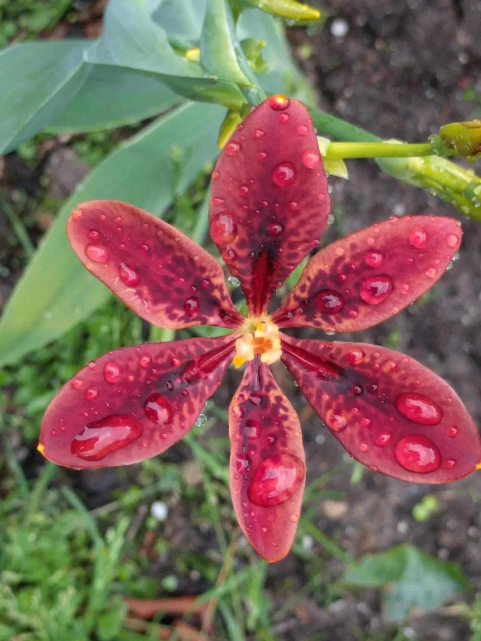Leopard Lily (Lilium Pardalinum) — commonly referred to as the Leopard Lily; to maintain the moisture levels these lilies crave, image 101