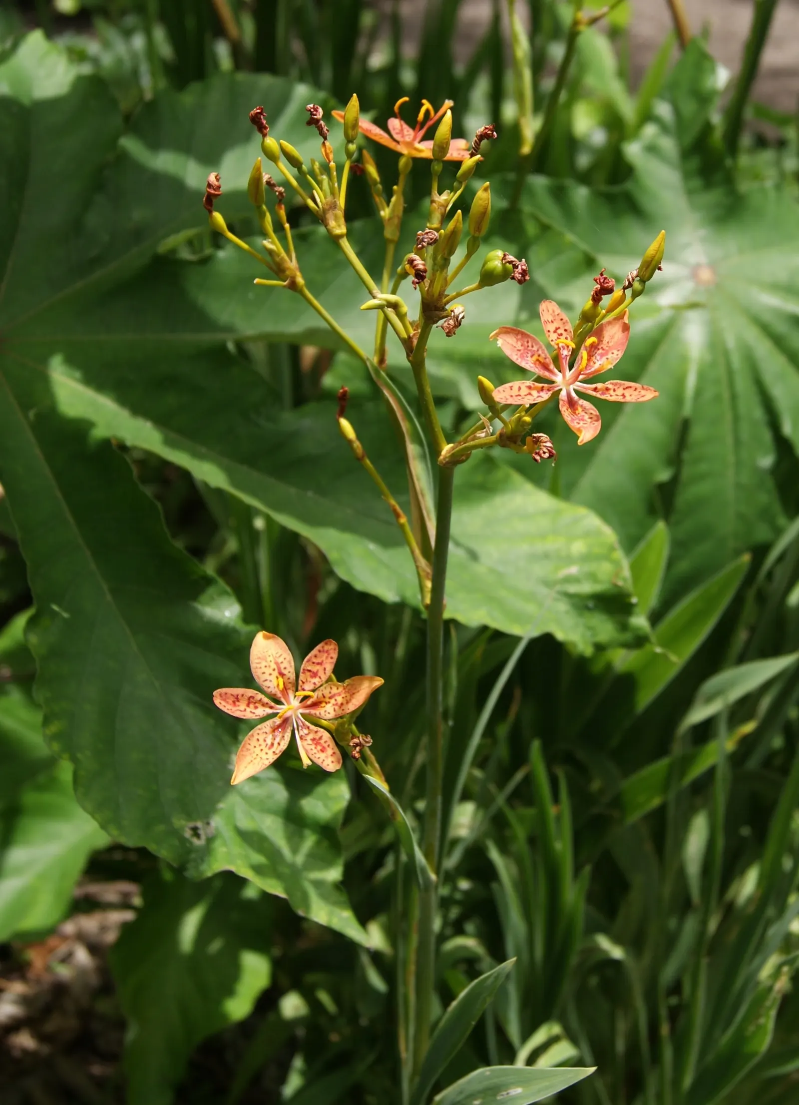 Leopard Lily (Lilium Pardalinum) — The petals curve backward; is a strikingly beautiful ornamental plant that makes a bold statement in any garden, image 108