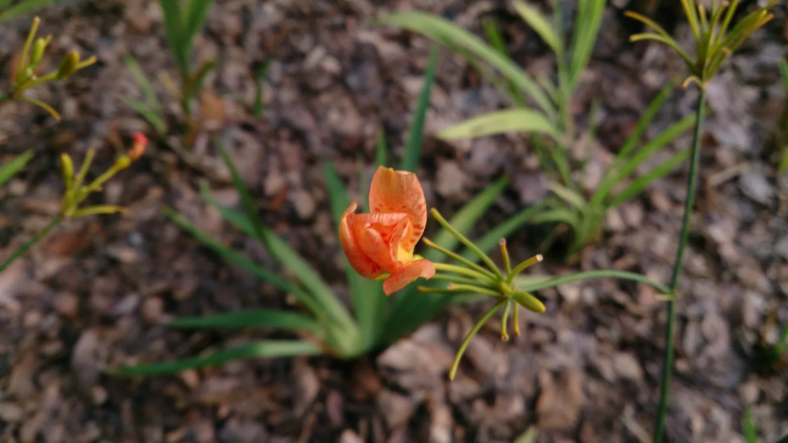 Leopard Lily (Lilium Pardalinum) — It flourishes in full sun to partial shade, reaching heights of 3 to 6 feet; reaching heights of 3 to 6 feet, image 64