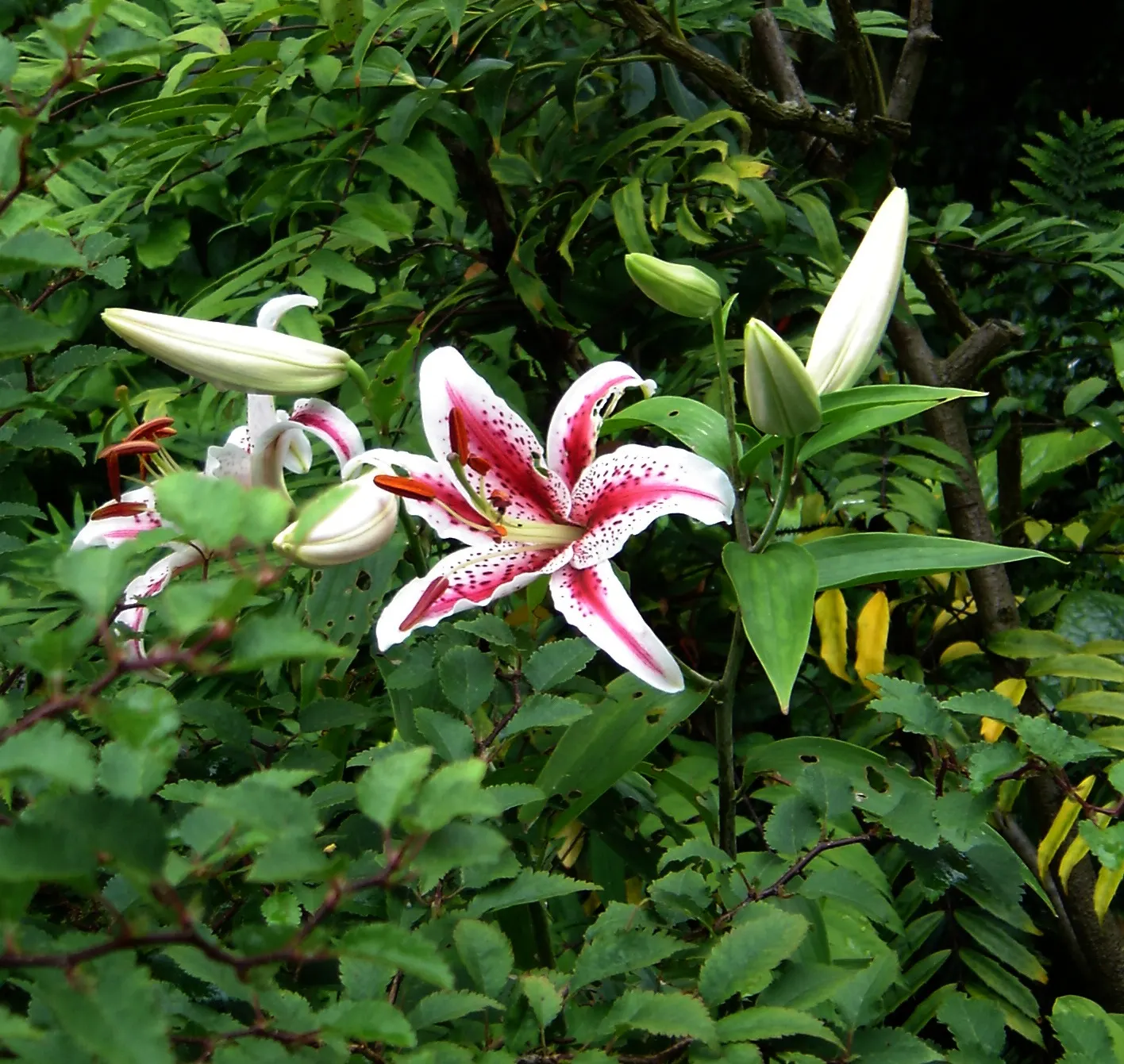 Leopard Lily (Lilium Pardalinum) — Recognizable by its fiery orange blossoms; and it performs best in partial shade, image 127