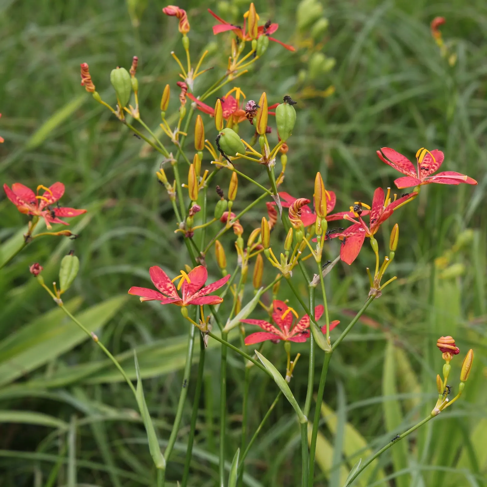 Leopard Lily (Lilium Pardalinum) — commonly referred to as the Leopard Lily