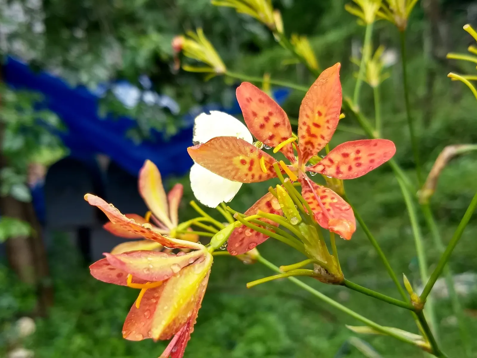 Leopard Lily (Lilium Pardalinum) — nodding blooms up to 4 inches wide
