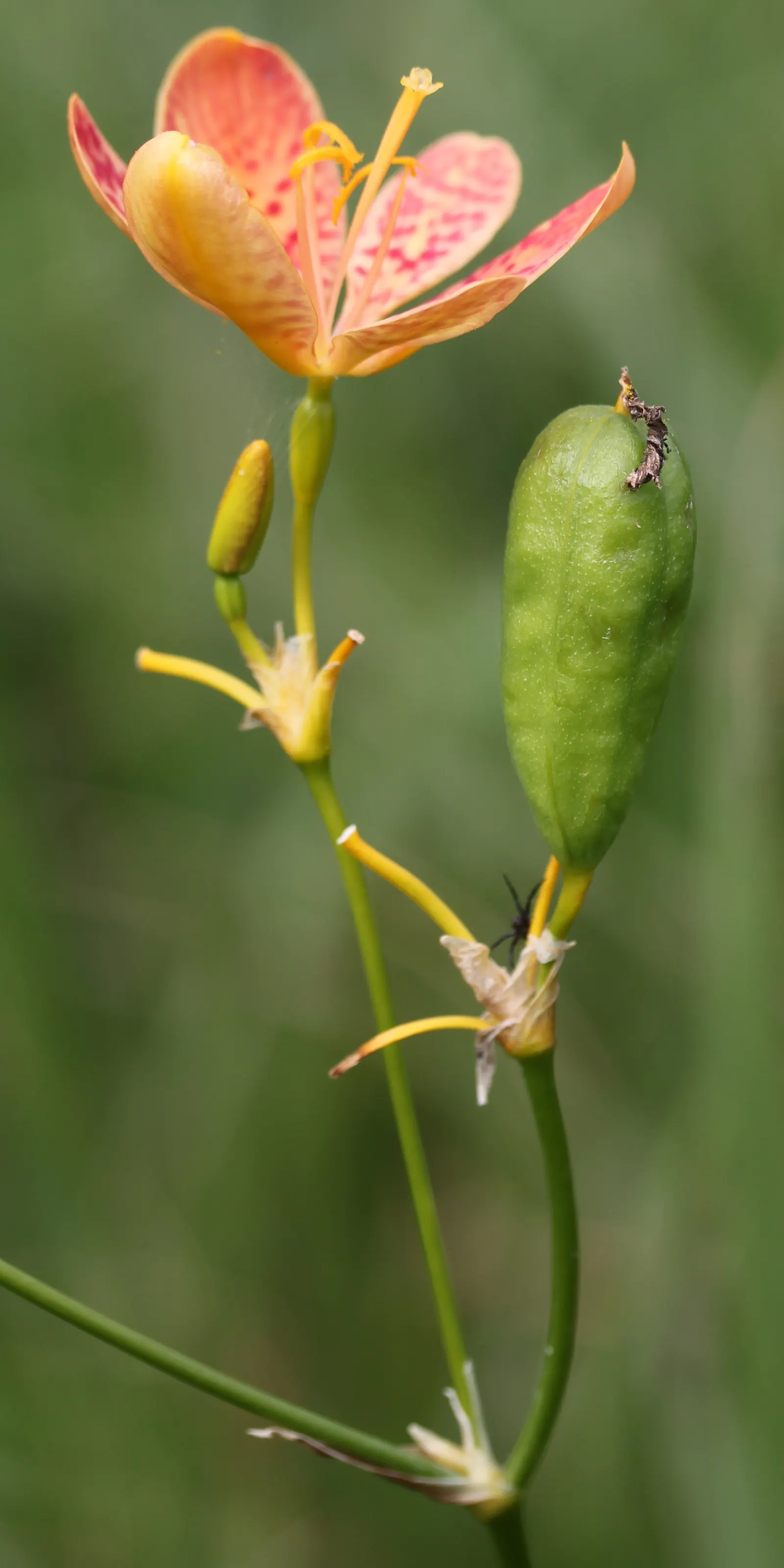 Leopard Lily (Lilium Pardalinum) — This native of the western United States thrives in USDA hardiness zones 6 through 9; this plant thrives in moist, image 103