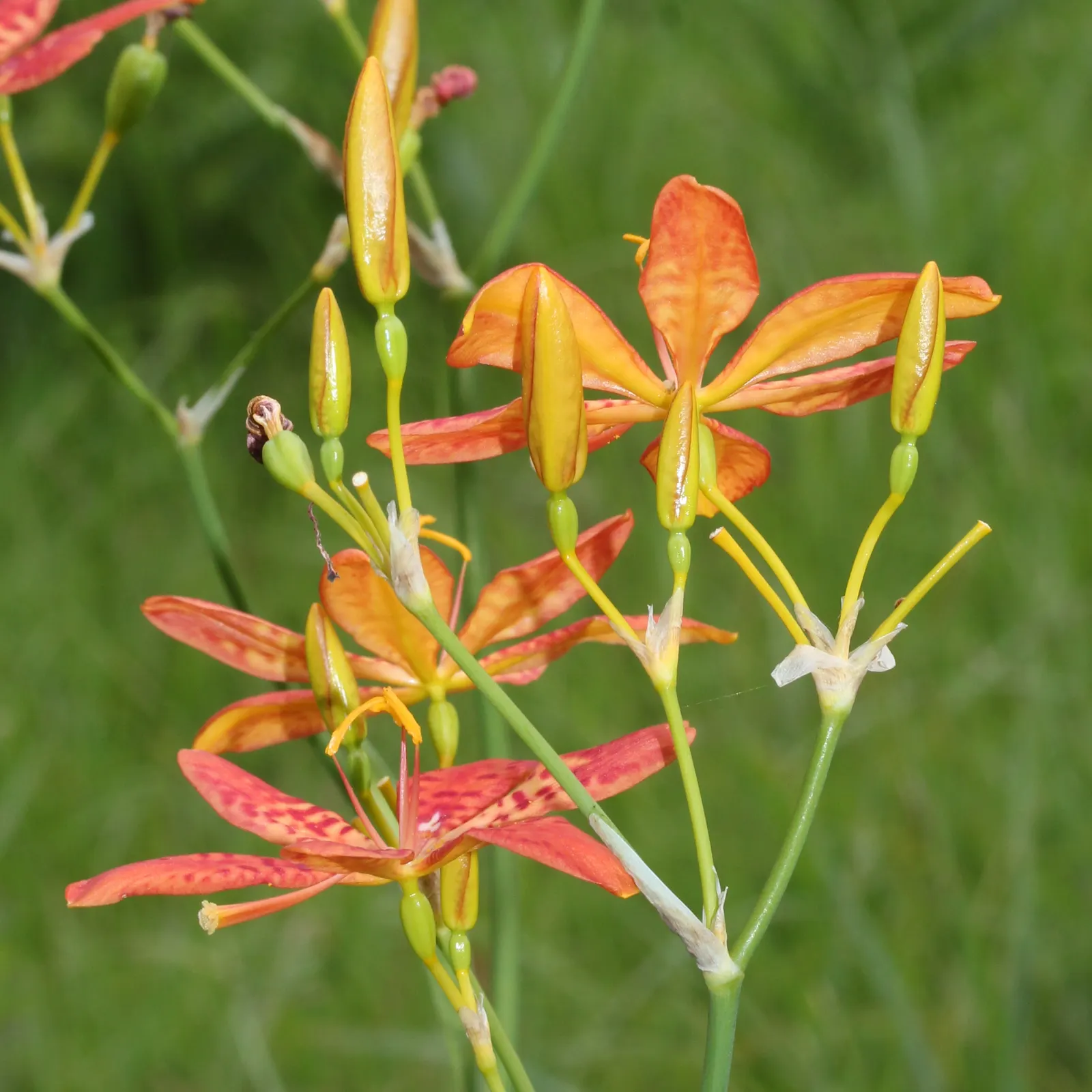 Leopard Lily (Lilium Pardalinum) — but leave the stalks to die back naturally; the Leopard Lily requires well-drained soil rich in organic matter, image 87