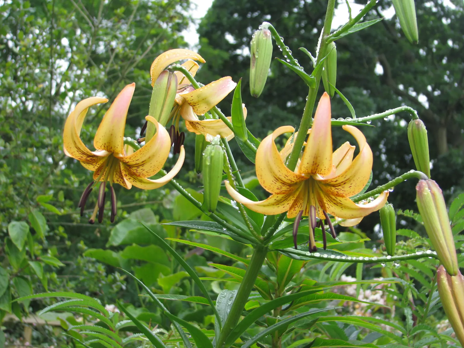 Leopard Lily (Lilium Pardalinum) — It flourishes in full sun to partial shade, reaching heights of 3 to 6 feet; reaching heights of 3 to 6 feet, image 126
