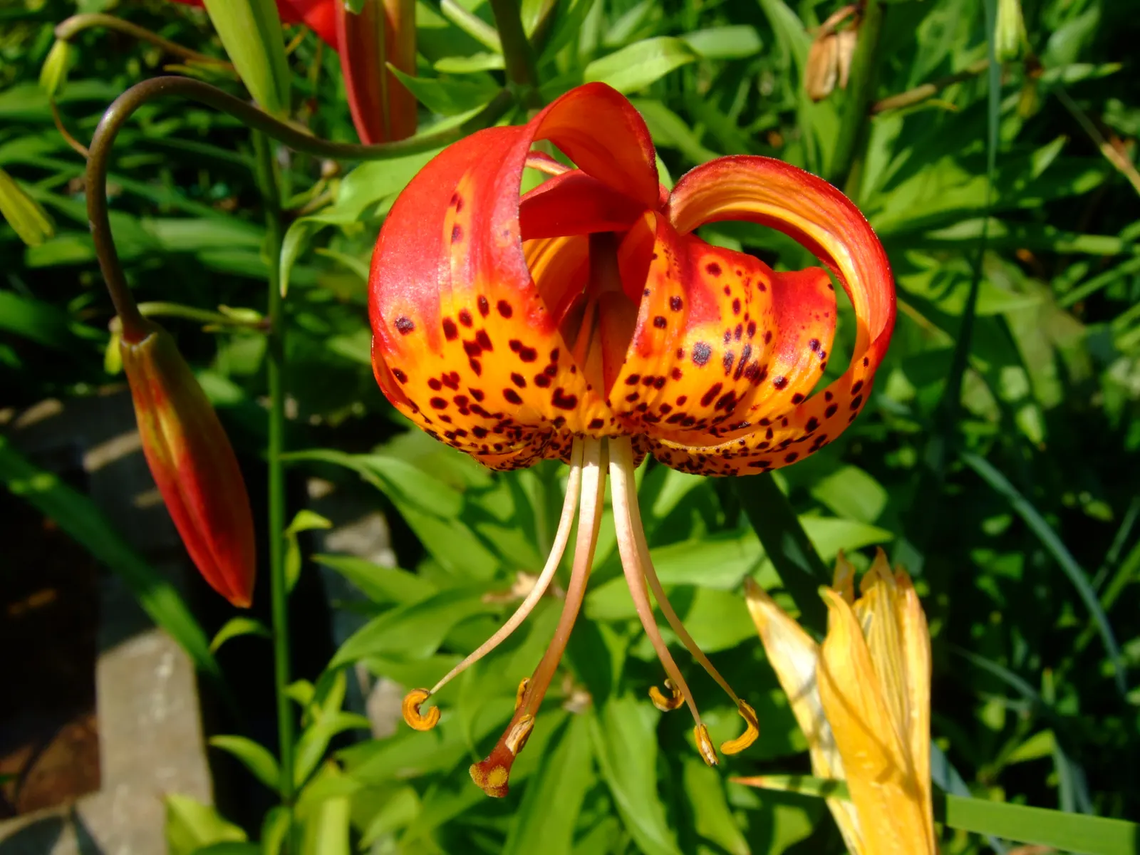 Leopard Lily (Lilium Pardalinum) — though it can tolerate full sun in cooler climates; blooming in early to mid-summer, image 112