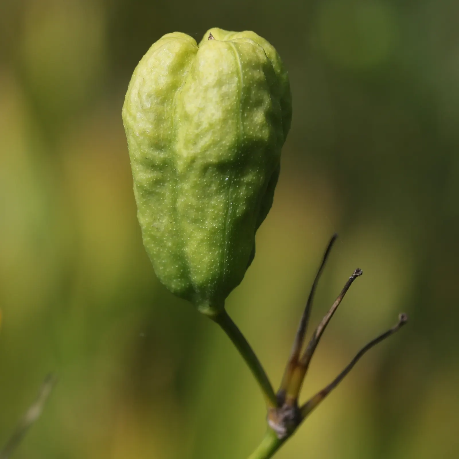 Leopard Lily (Lilium Pardalinum) — this plant thrives in moist; the Leopard Lily (Lilium pardalinum) is a striking perennial, native to the West, image 98