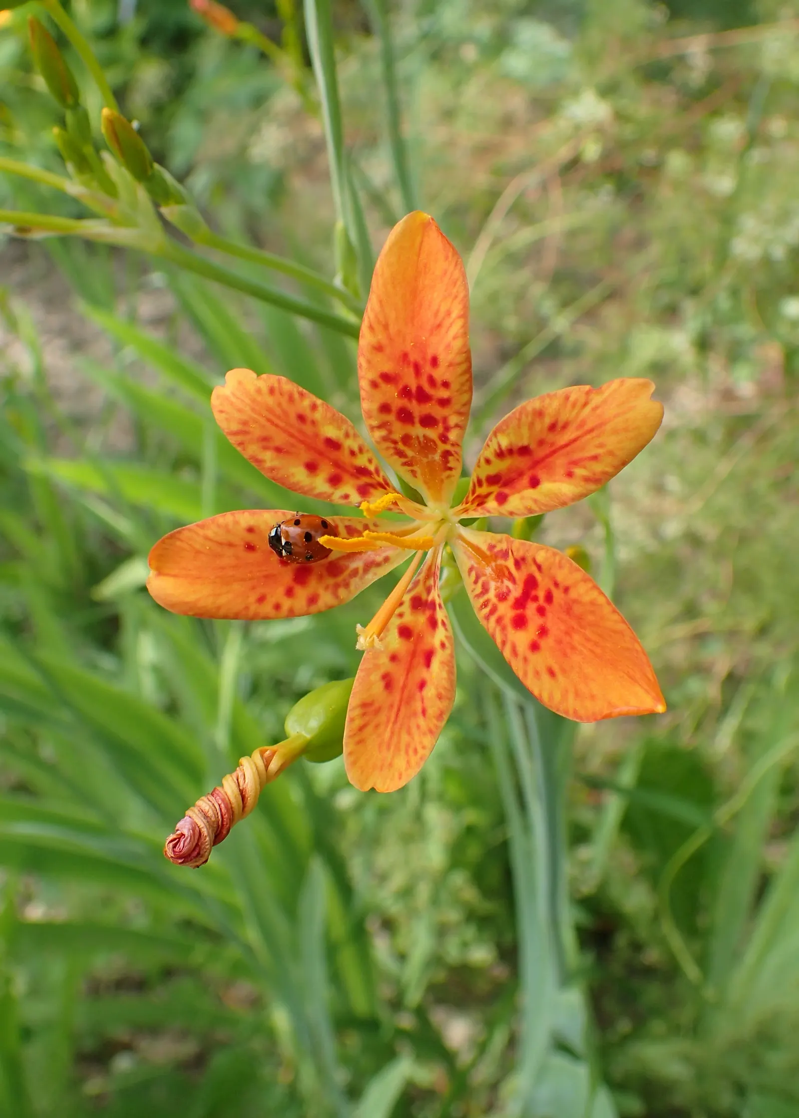 Leopard Lily (Lilium Pardalinum) — nodding blooms up to 4 inches wide; feeding the bulbs for next season's display, image 106