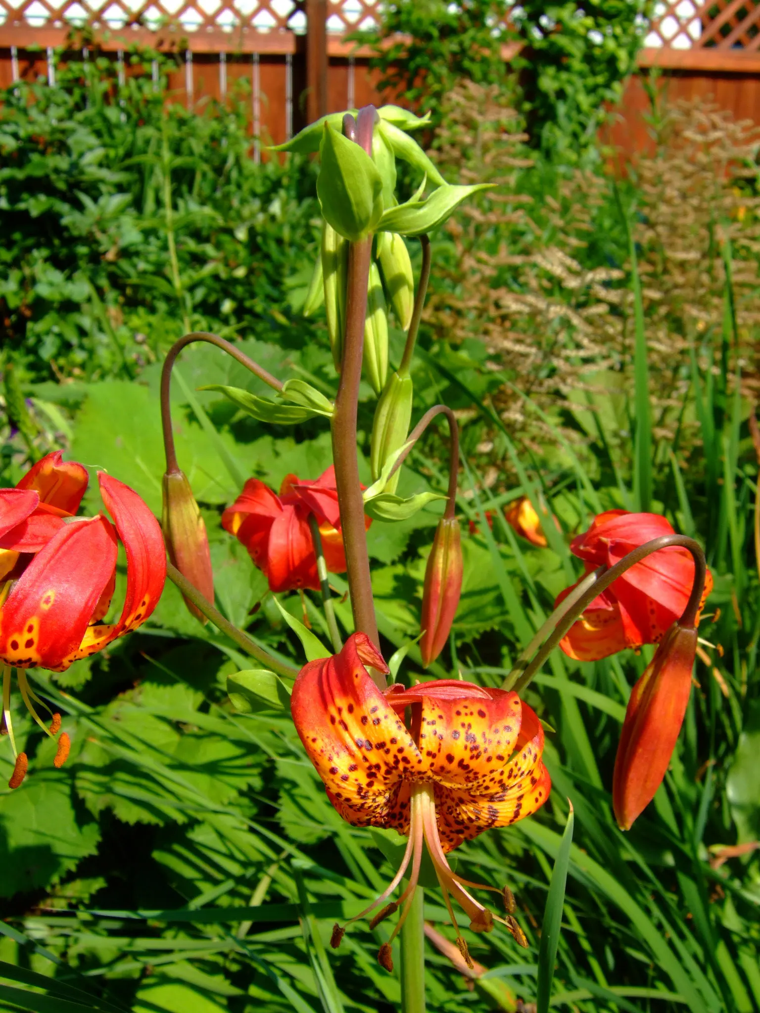 Leopard Lily (Lilium Pardalinum) — adding dynamic life to your client's garden sanctuary; it's perfect for adding a splash of color to woodland, image 121