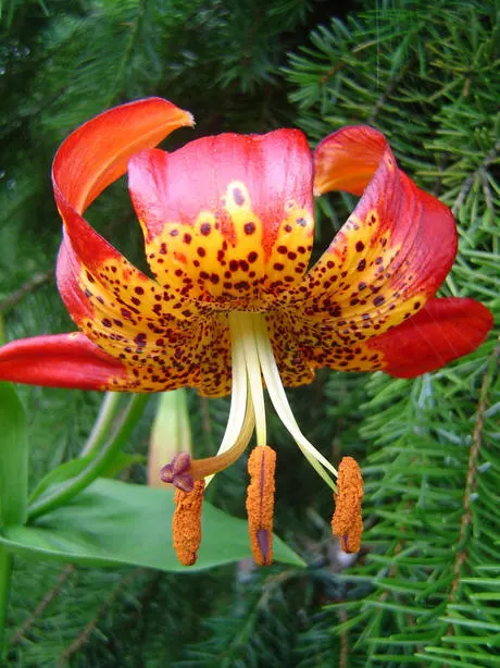 Leopard Lily (Lilium Pardalinum) — you may deadhead to promote the plant's vigor; this native of the western United States thrives in USDA, image 117