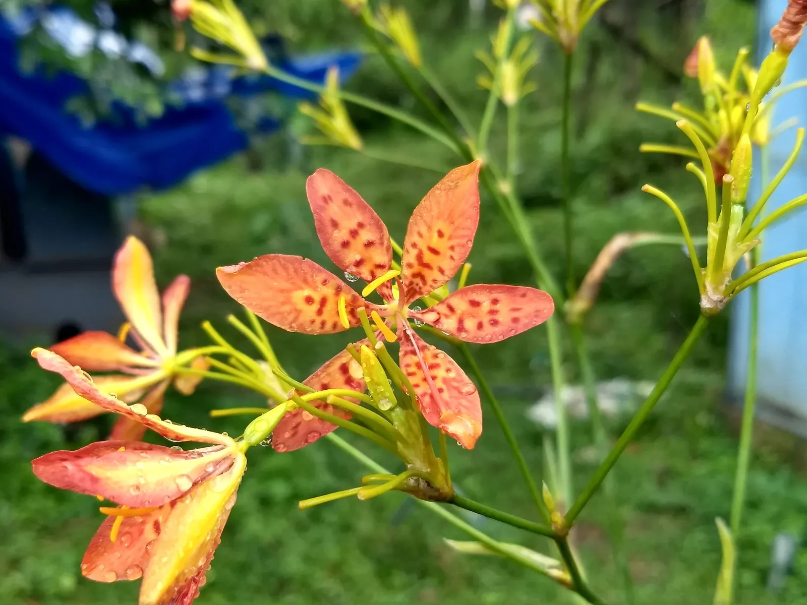 Leopard Lily (Lilium Pardalinum) — The petals curve backward