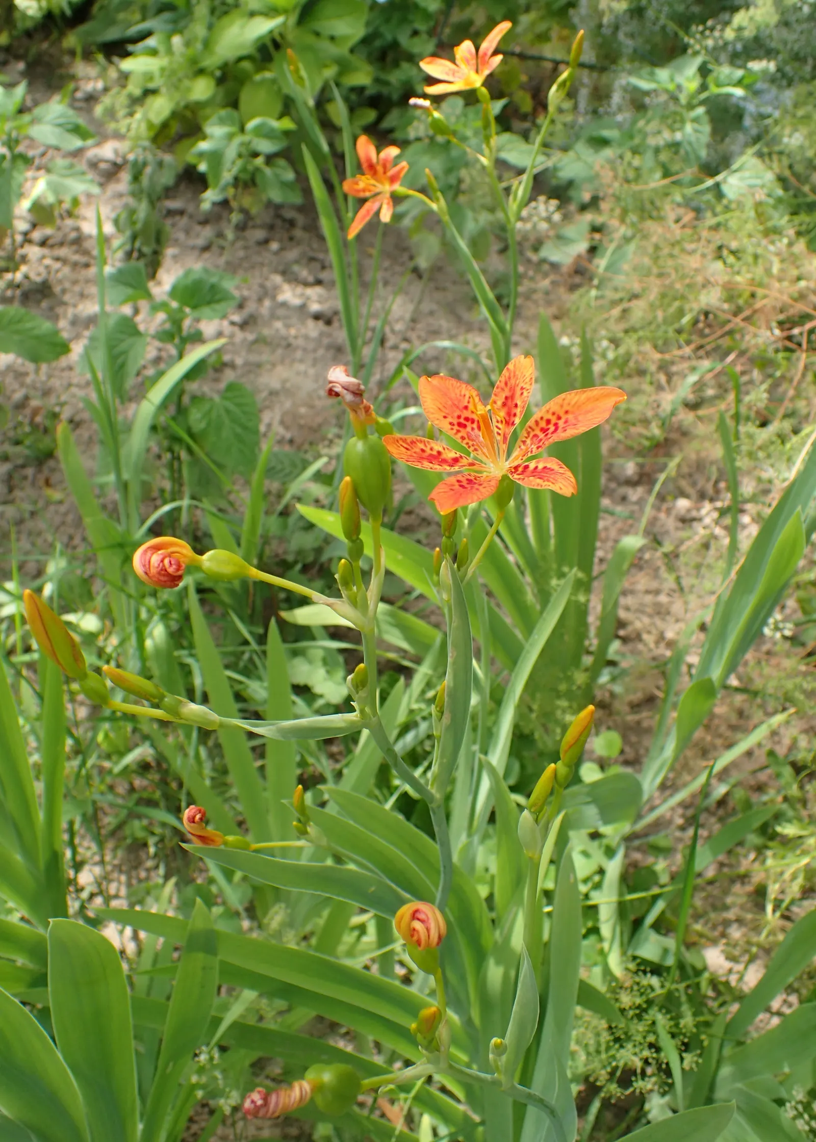 Leopard Lily (Lilium Pardalinum) — The plant features lance-shaped leaves that cluster in whorls along the stem; though it can tolerate full sun in, image 105