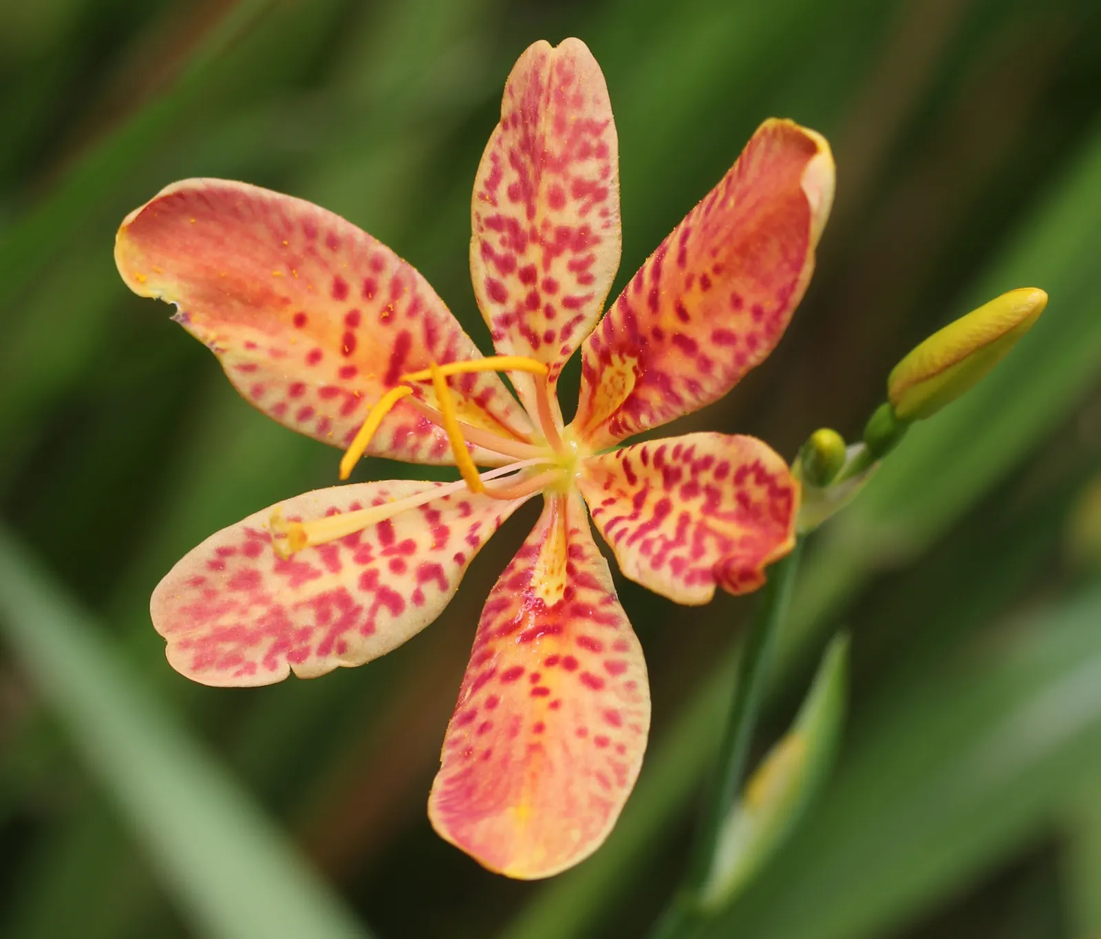 Leopard Lily (Lilium Pardalinum) — particularly during the blooming period; regular watering is necessary, image 83