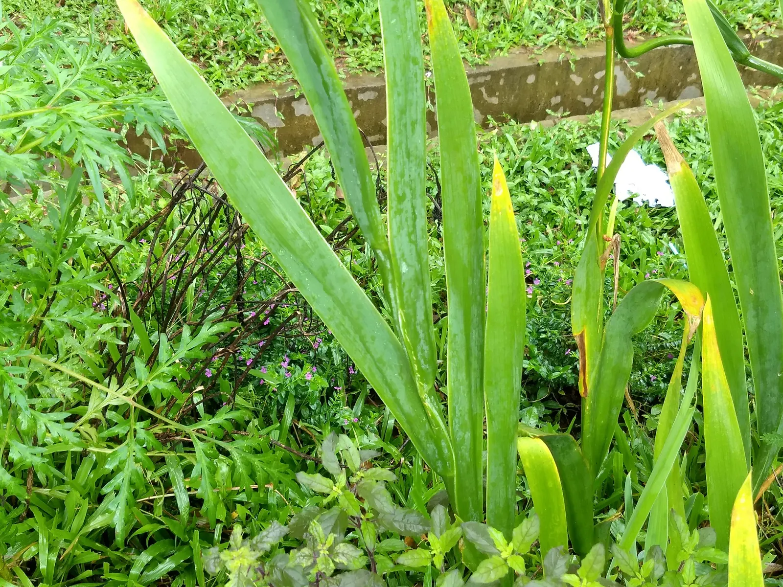 Leopard Lily (Lilium Pardalinum) — Blooming in early to mid-summer