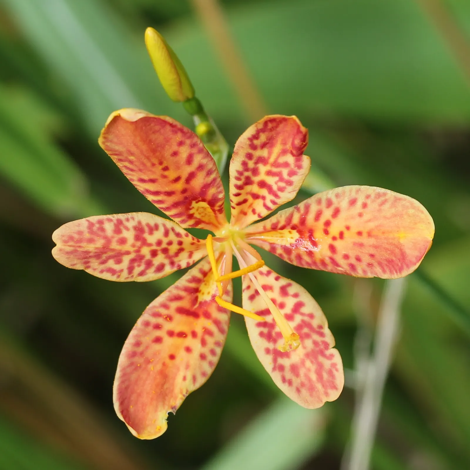 Leopard Lily (Lilium Pardalinum) — to maintain the moisture levels these lilies crave; this enchanting lily is not only visually stunning but also, image 84