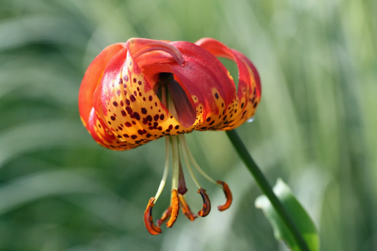 Leopard Lily (Lilium Pardalinum) — this species should be mulched to keep the roots cool and conserve moisture; recognizable by its fiery orange, image 116