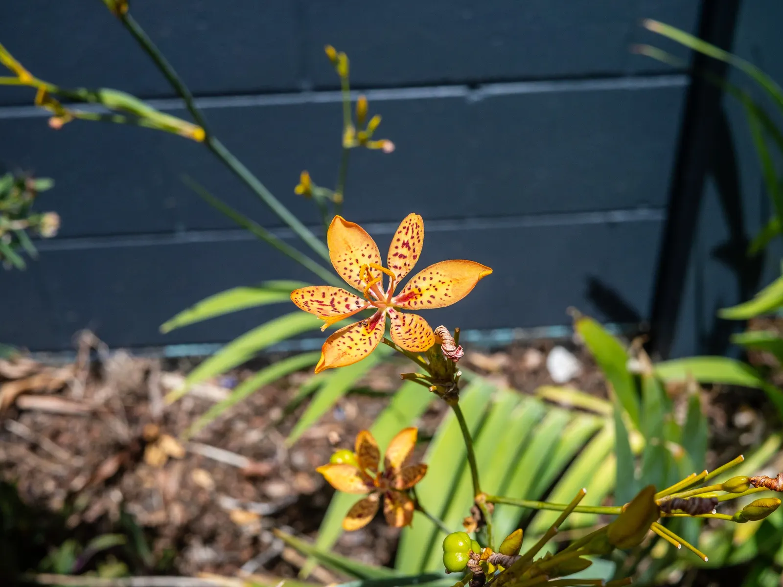 Leopard Lily (Lilium Pardalinum) — it's perfect for adding a splash of color to woodland gardens or as an elegant; the petals curve backward, image 69