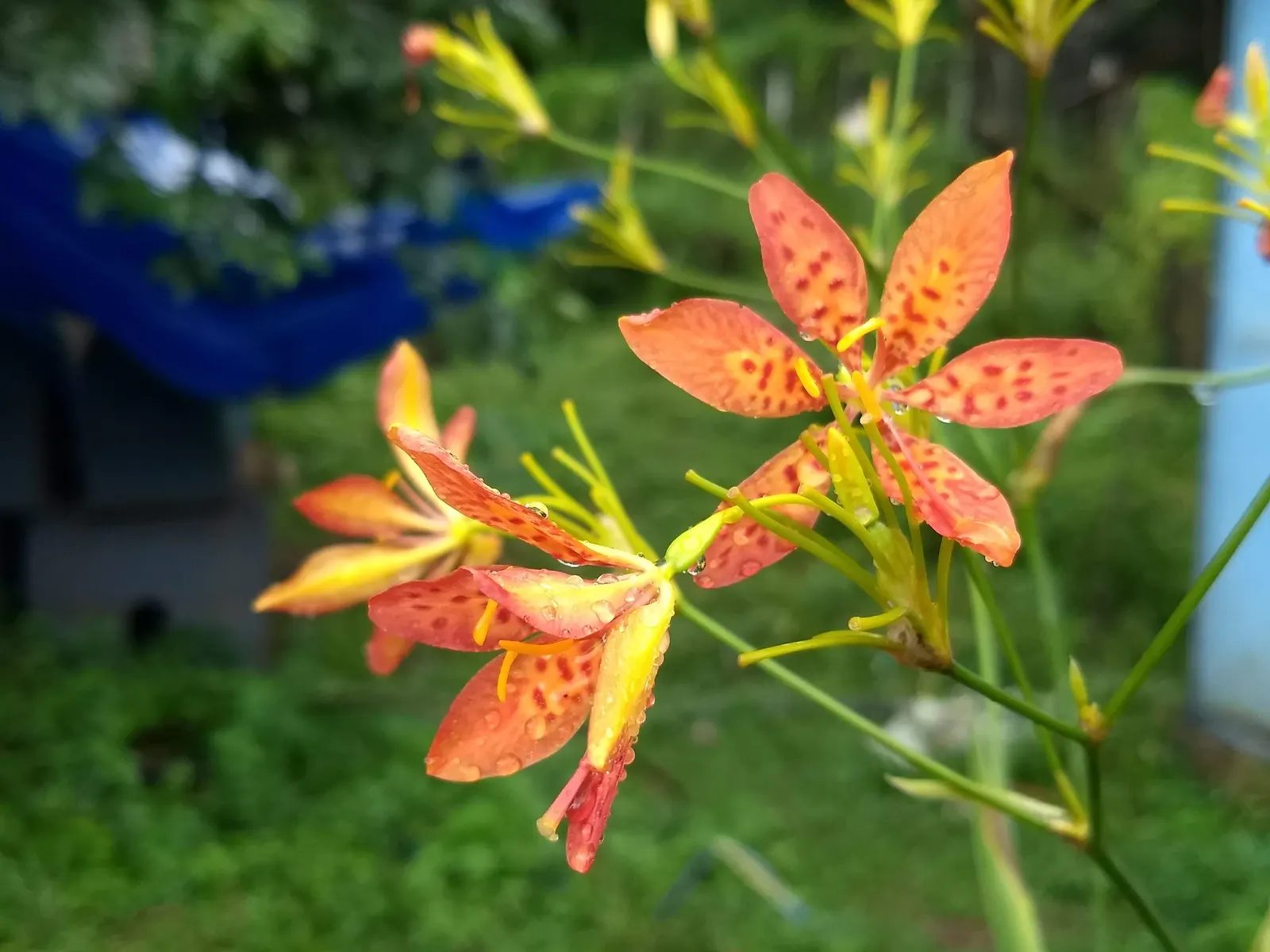 Leopard Lily (Lilium Pardalinum) — The plant features lance-shaped leaves that cluster in whorls along the stem