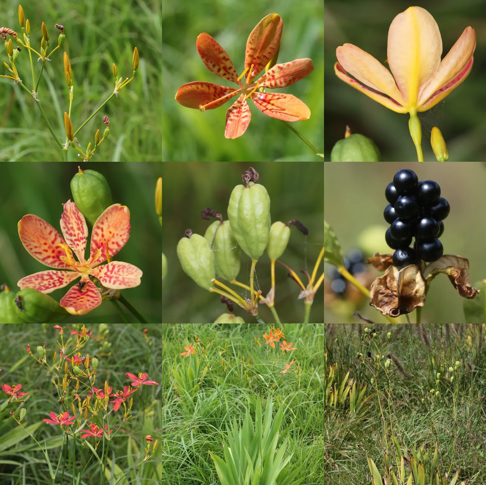 Leopard Lily (Lilium Pardalinum) — bulb with orange blooms; particularly during the blooming period, image 92