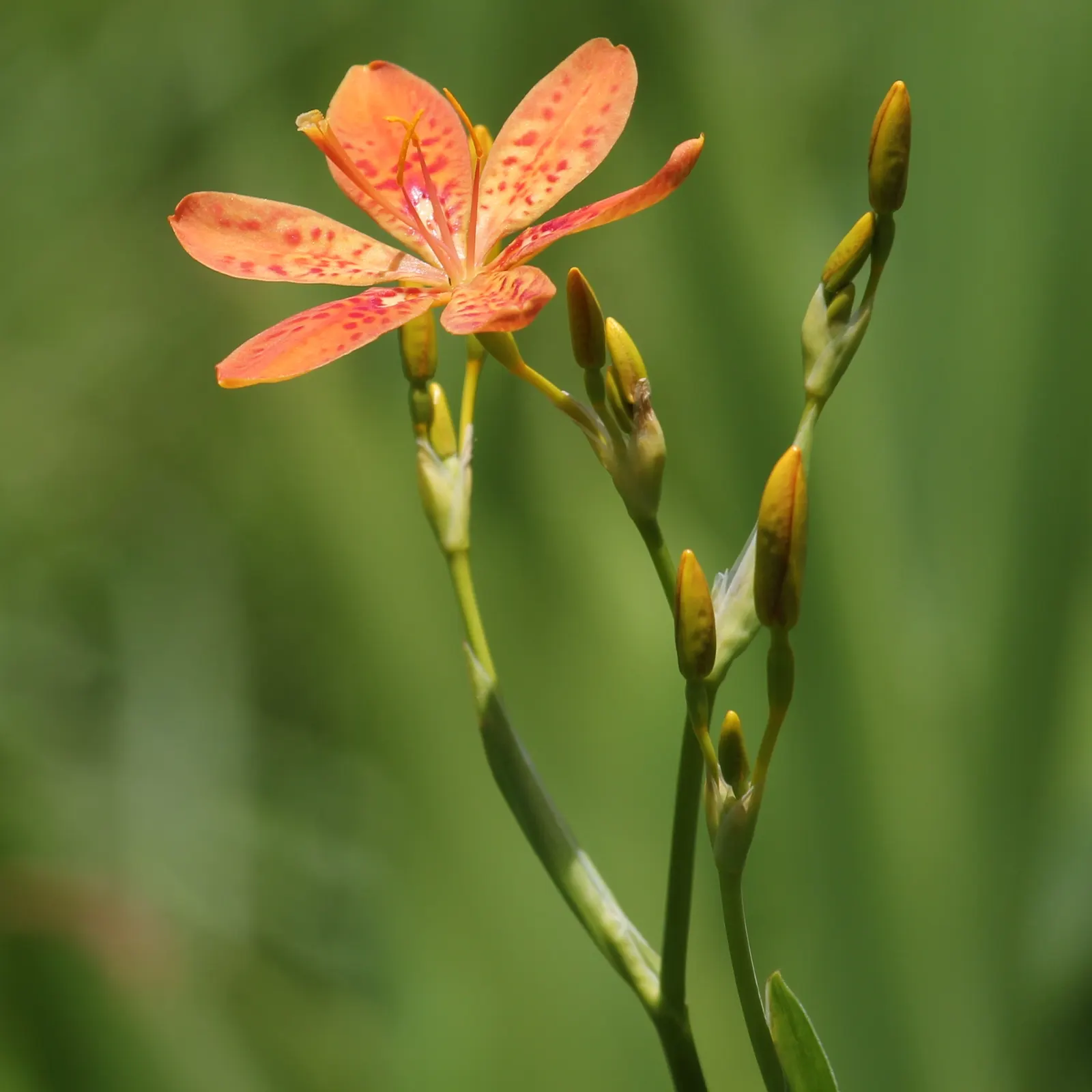 Leopard Lily (Lilium Pardalinum) — This enchanting lily is not only visually stunning but also attracts hummingbirds and butterflies; bulb for full, image 89