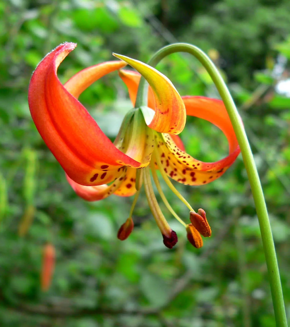 Leopard Lily (Lilium Pardalinum) — and it performs best in partial shade; bulb with orange blooms, image 111