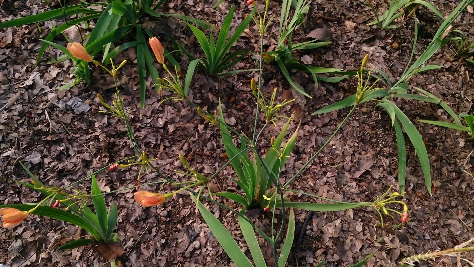 Leopard Lily (Lilium Pardalinum) — bulb for full or half; adding dynamic life to your client's garden sanctuary