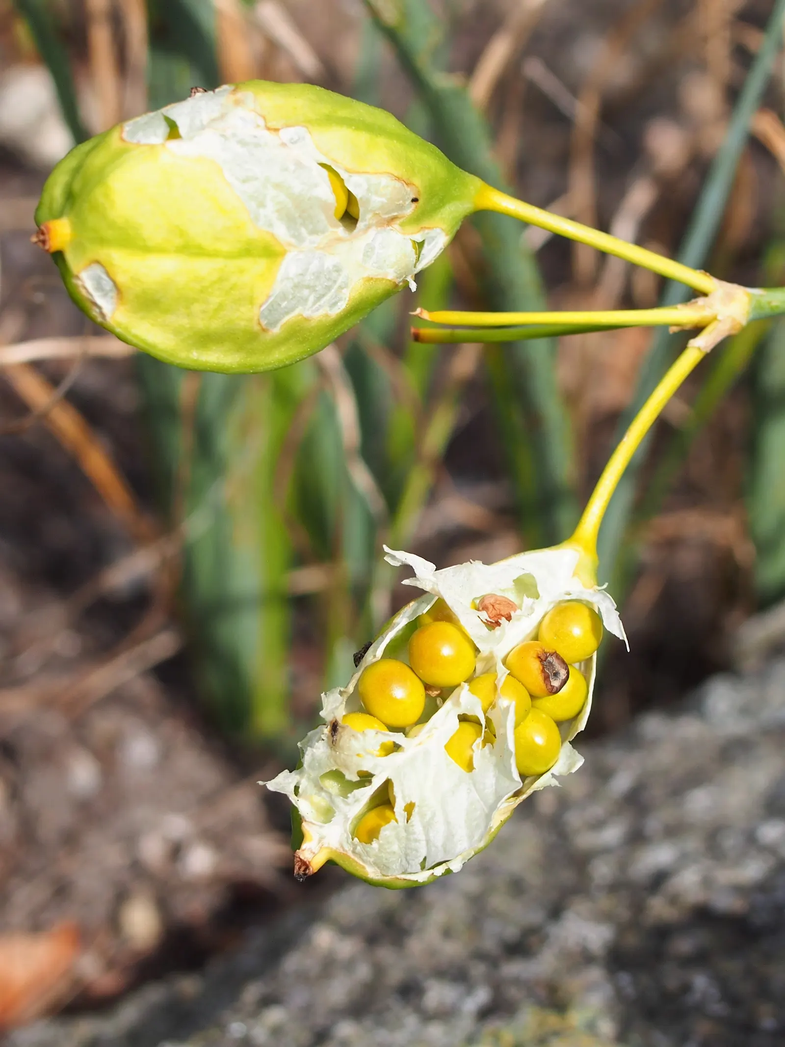 Leopard Lily (Lilium Pardalinum) — adorned with brownish-purple spots