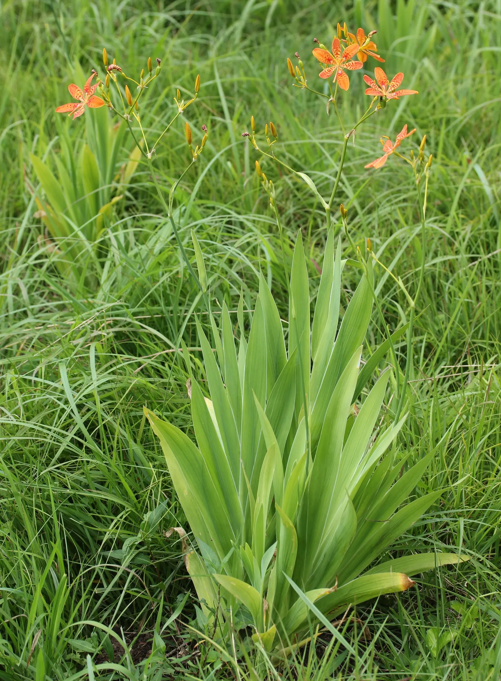 Leopard Lily (Lilium Pardalinum) — This native of the western United States thrives in USDA hardiness zones 6 through 9
