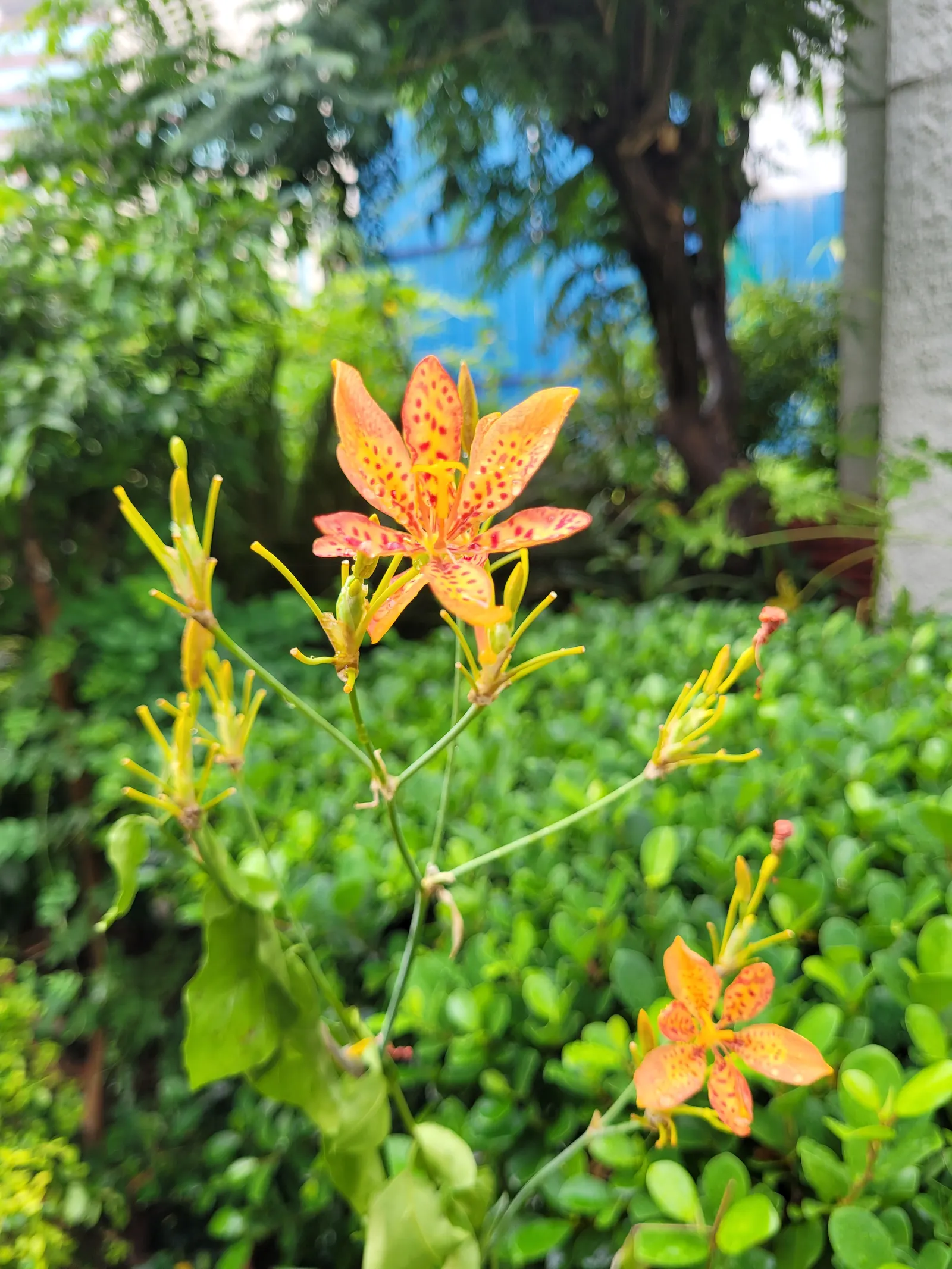 Leopard Lily (Lilium Pardalinum) — orange flowers in the garden; fiery hues of orange-red with distinctive brownish-purple spots - a pattern reminiscent of a