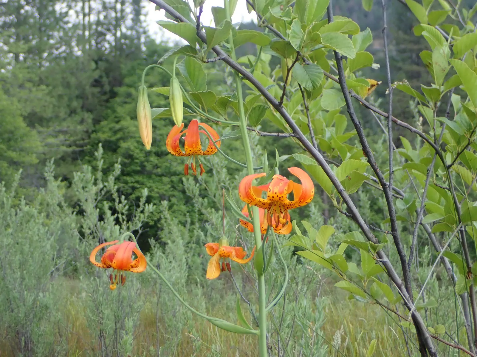 Leopard Lily (Lilium Pardalinum) — Regular watering is necessary; nodding blooms up to 4 inches wide, image 113
