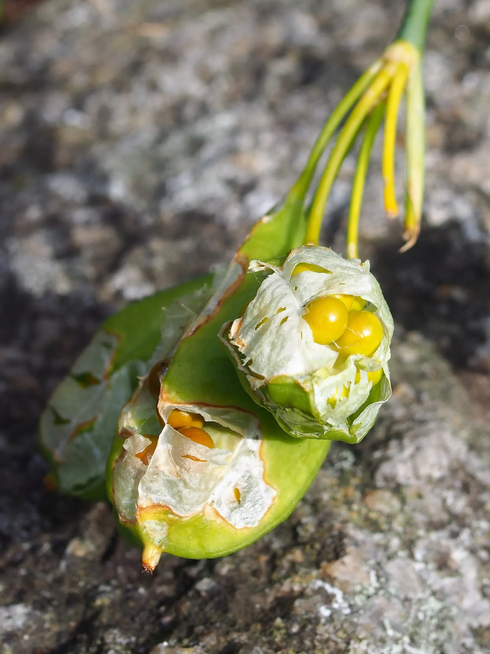 Leopard Lily (Lilium Pardalinum) — this plant thrives in moist