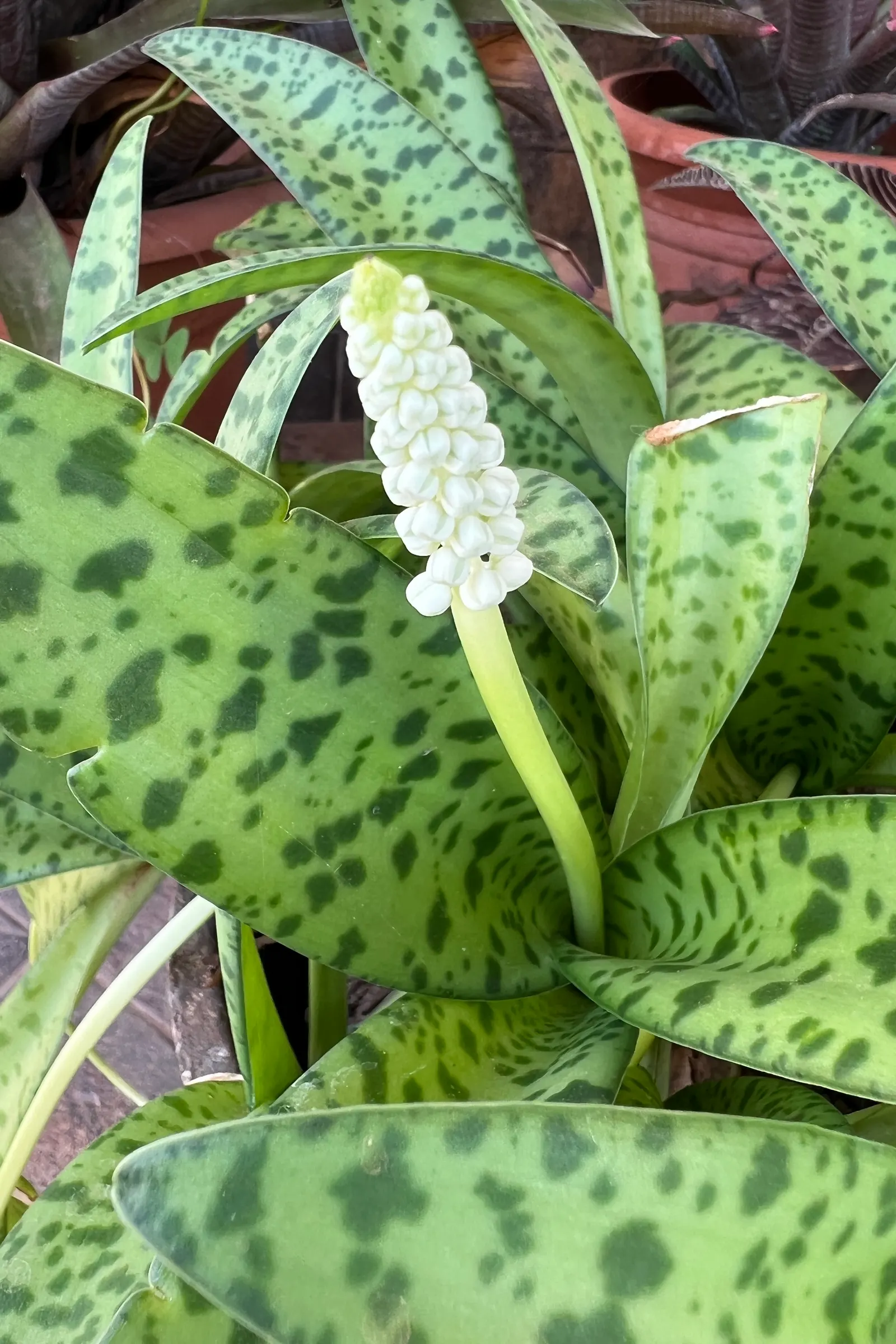 Leopard Lily (Lilium Pardalinum) — Blooming in early to mid-summer; commonly referred to as the Leopard Lily, image 99