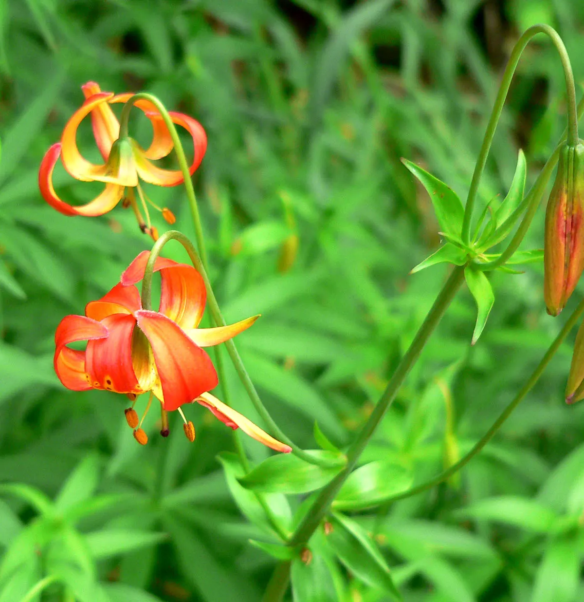 Leopard Lily (Lilium Pardalinum) — the Leopard Lily requires well-drained soil rich in organic matter; this species should be mulched to keep the, image 110