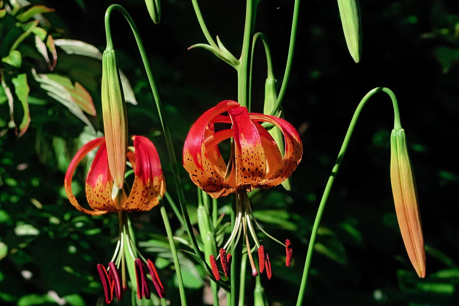 Leopard Lily (Lilium Pardalinum) — feeding the bulbs for next season's display; you may deadhead to promote the plant's vigor, image 119