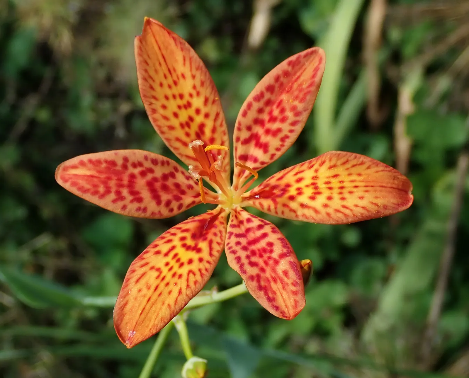 Leopard Lily (Lilium Pardalinum) — fiery hues of orange-red with distinctive brownish-purple spots - a pattern reminiscent of a leopard's coat; it flourishes