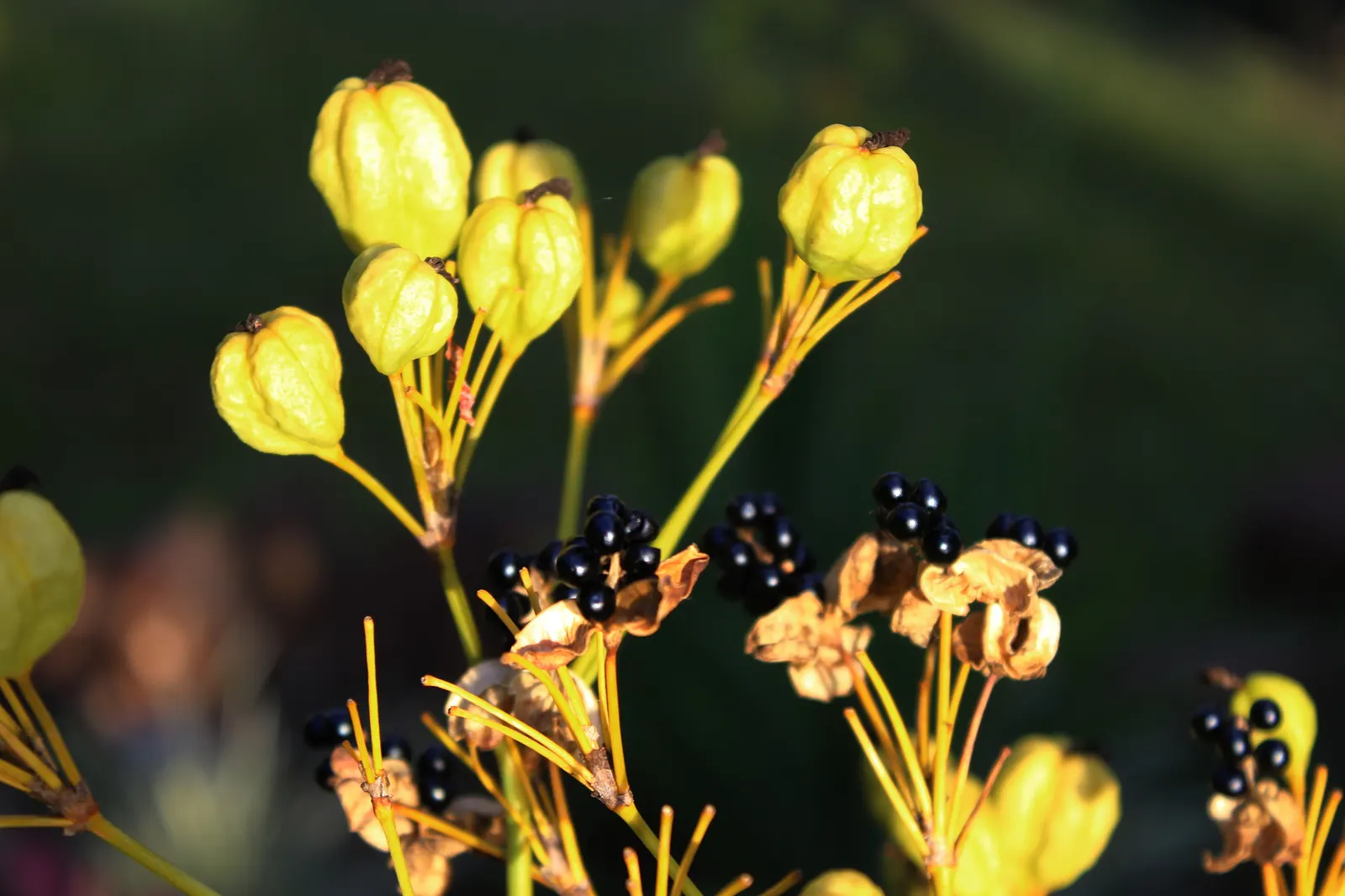 Leopard Lily (Lilium Pardalinum) — giving the blooms a turk's cap appearance.<br><br>For optimum growth