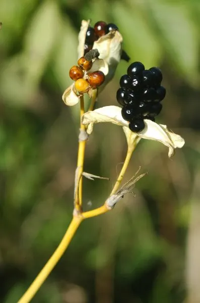 Leopard Lily (Lilium Pardalinum) — you may deadhead to promote the plant's vigor