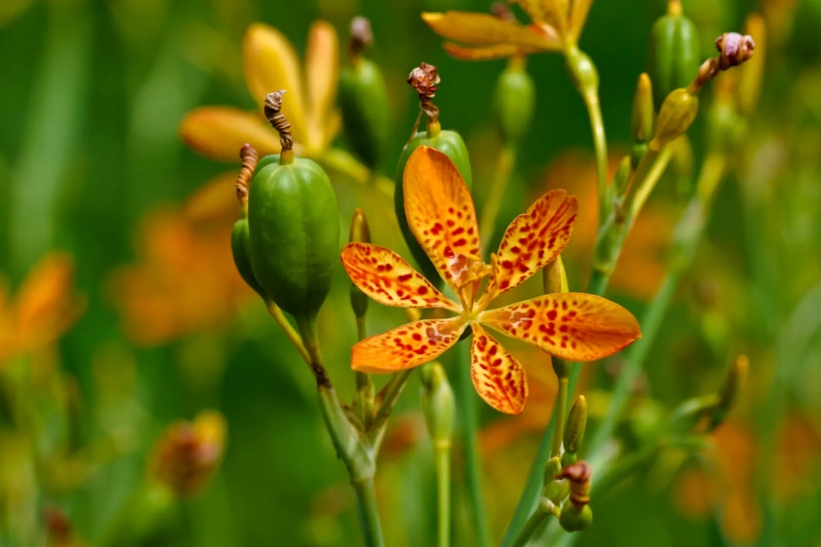 Leopard Lily (Lilium Pardalinum) — This native of the western United States thrives in USDA hardiness zones 6 through 9; this plant thrives in moist
