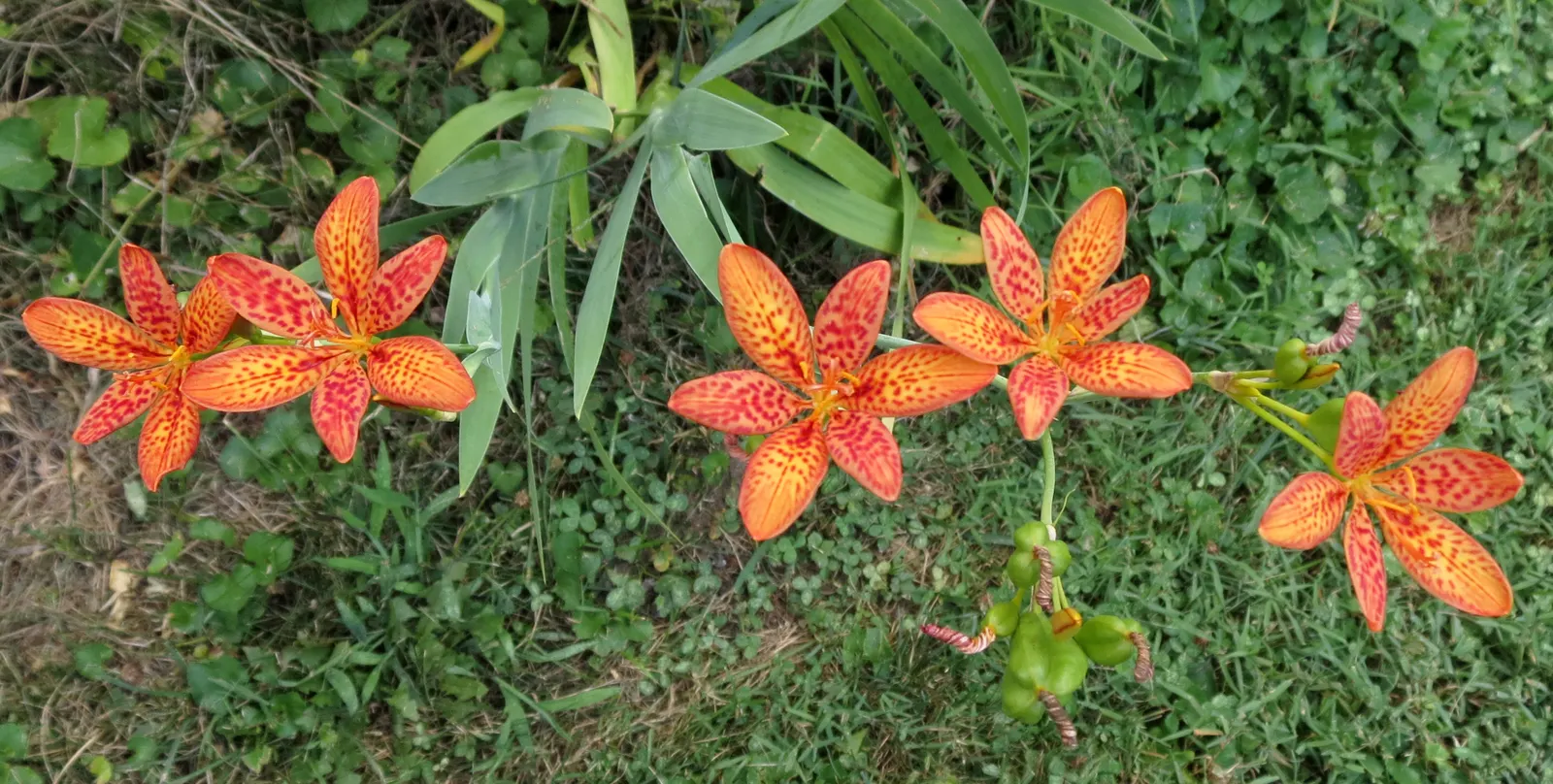 Leopard Lily (Lilium Pardalinum) — particularly during the blooming period; regular watering is necessary