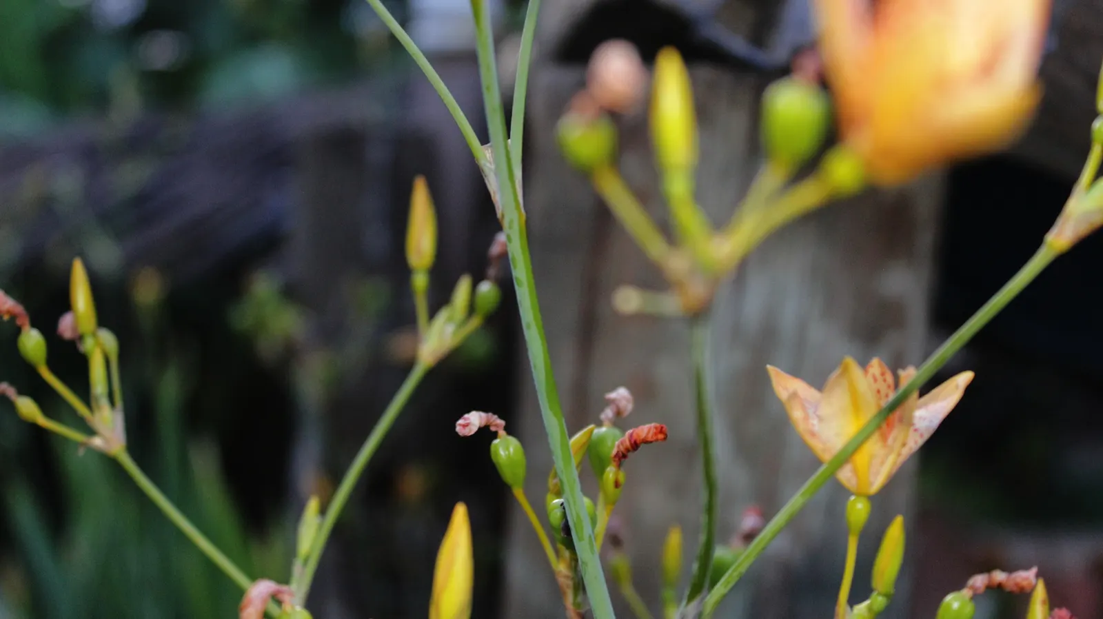 Leopard Lily (Lilium Pardalinum) — commonly referred to as the Leopard Lily; to maintain the moisture levels these lilies crave, image 70