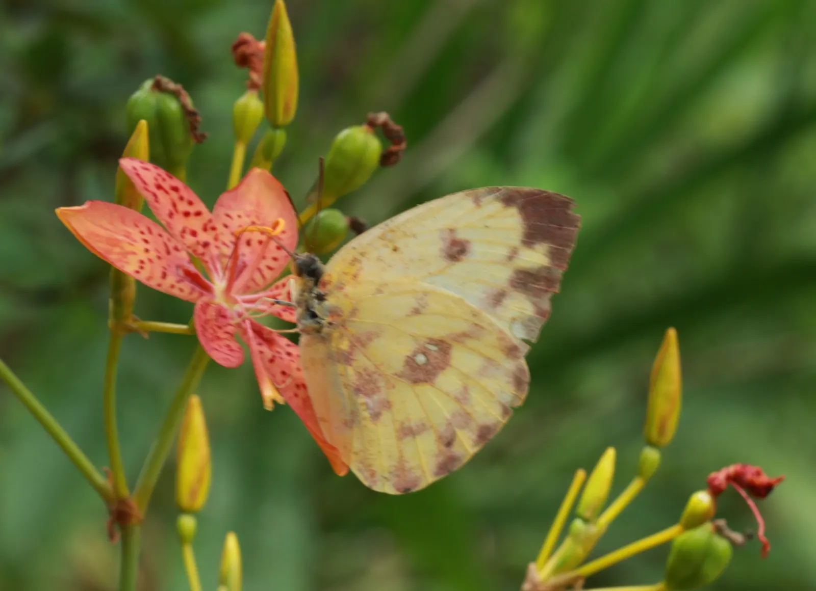 Leopard Lily (Lilium Pardalinum) — This native of the western United States thrives in USDA hardiness zones 6 through 9; this plant thrives in moist, image 72